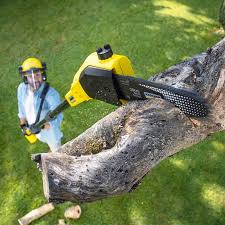 Best Tree Maintenance Programs  in Waldo, FL